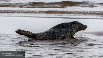 Отдыхающие в Казахстане жестоко избили тюленя ради фотографий в социальных сетях