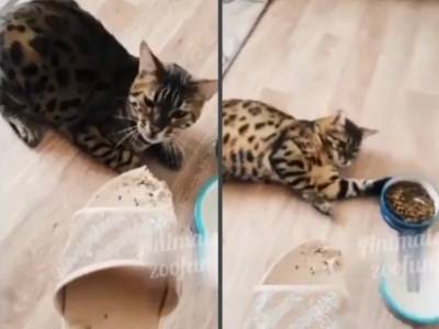 Кота отругали за испорченные тапки: животное устроило погром с разбрасыванием еды