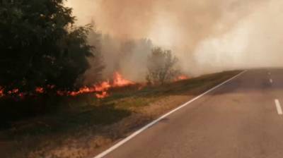 Трассу в Воронежской области заволокло дымом из-за лесного пожара: появилось видео