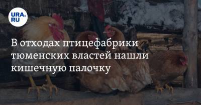 В отходах птицефабрики тюменских властей нашли кишечную палочку.