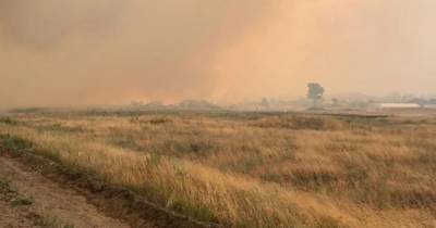 Почти все погибшие из-за лесного пожара в Луганской области задохнулись - полиция