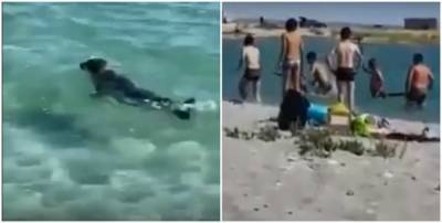 Люди на пляже избили палками и камнями детеныша тюленя ради фотографии. ВИДЕО 18+