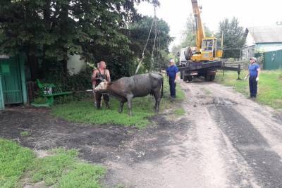Курские спасатели вытащили корову из выгребной ямы