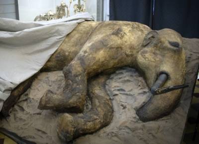 Останки шерстистого мамонта найдены под Астраханью