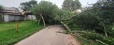 Грозы и порывистый ветер повалили 25 деревьев в Белгородской области