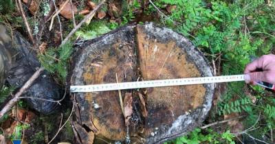 Ценная древесина на около 10 млн грн: СБУ разоблачила нелегальные вырубки в двух гослесхозах Закарпатья (3 фото)