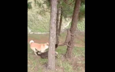 В Индии собаки стянули варана с дерева