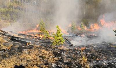 Европейские наблюдатели: сибирская тайга сегодня горит рекордными темпами