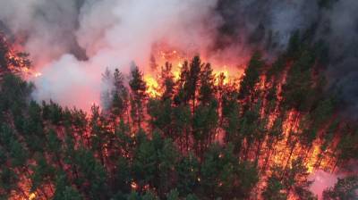 Прокуратура взяла на контроль крупный лесной пожар вблизи воронежского санатория