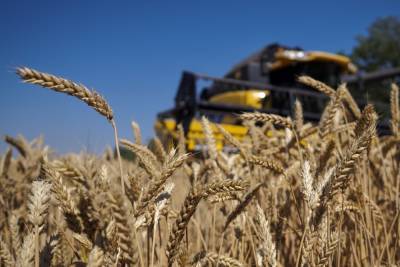 Фермеры Ставрополья увеличили производство зерна в пять раз за 20 лет