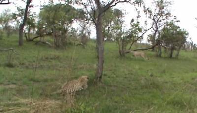 Сеть поразила удивительная погоня леопарда за гепардом (ВИДЕО)