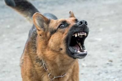 В Брянской области две семьи устроили драку из-за агрессивных собак
