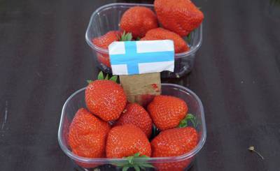Yle (Финляндия): что из года в год привлекает украинских сезонных рабочих в Финляндию?