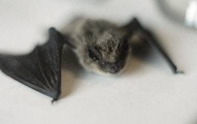 Ученые в Латвии обнаружили огромную колонию летучих мышей