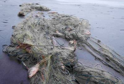 Два жителя Приозерского района получили условные сроки за ловлю рыбы сетями на Ладоге