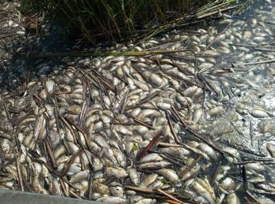 В Ачирах в озере Андреевском, закрытом на карантин, массово гибнет рыба