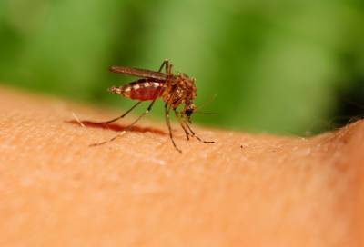 Дерматолог рассказала, в каком случае комариный укус может быть опасным