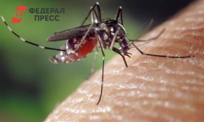 Врач предупредила об опасности комариных укусов
