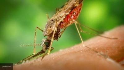 Комариный укус может привести к анафилактическому шоку