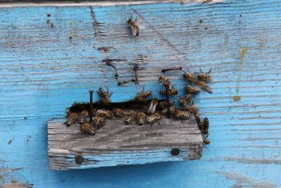 Вымирание по расписанию. Почему в Ульяновской области гибнут пчелы