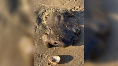 Жительница Австралии обнаружила на пляже непонятное морское существо