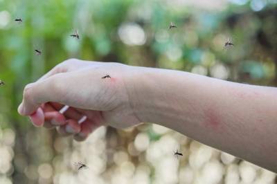 Дерматолог предупредила об опасности комариных укусов