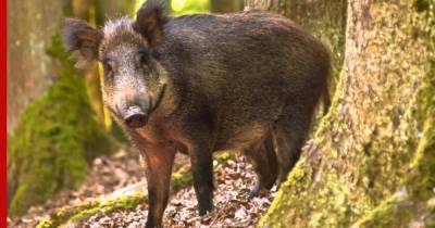 В Приморье впервые обнаружили африканскую чуму свиней у диких животных