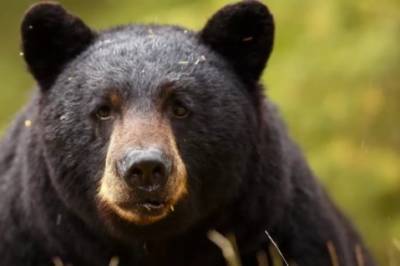 Медведь-путешественник покорил интернет
