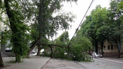В центре Воронежа рухнувшее дерево повисло на проводах
