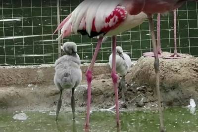 Птенцы красных и розовых фламинго появились на свет в Московском зоопарке