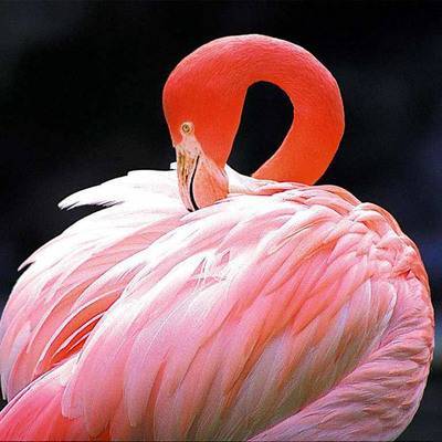 В Московском зоопарке родились птенцы розовых и красных фламинго