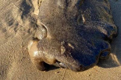 Австралийка нашла на пляже загадочное существо