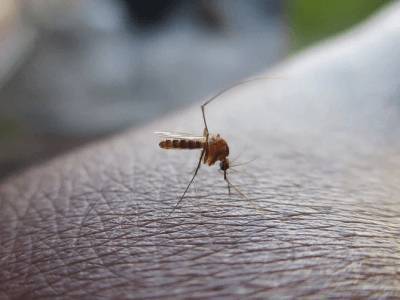 Об опасности комариных укусов предупредила дерматолог