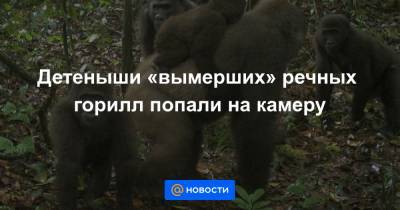 Детеныши «вымерших» речных горилл попали на камеру
