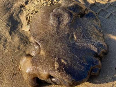 Австралийка нашла на пляже загадочное бесформенное существо