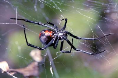 Под Херсоном туристку укусил смертельно опасный паук: женщину срочно госпитализировали
