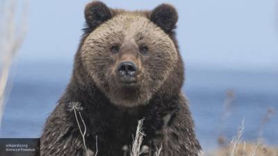 Употребившие в пищу медвежатину жители Алтая госпитализированы с трихинеллезом