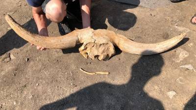 В Башкирии дети нашли огромный череп первобытного животного