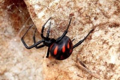 В Херсонской области смертельно опасный паук укусил туристку