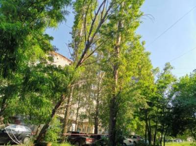 Упавшие в Липецке деревья повредили провода и машины