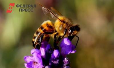 На полях Алтайского края продолжают гибнуть пчелы