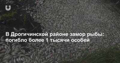 В Дрогичинской районе замор рыбы: погибло более 1 тысячи особей