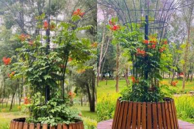 Как в Сингапуре: в одном из киевских парков появились «железные» деревья