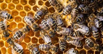 Пчелы вновь начали массово гибнуть в Алтайском крае