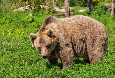 Медведь загрыз молодую женщину в Красноярском крае