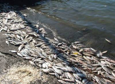 Массовый мор рыбы произошел в Дрогичинском районе