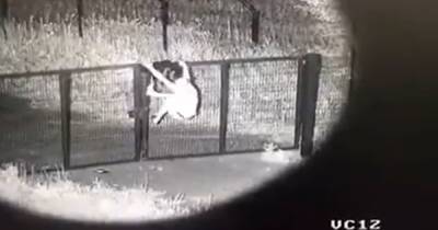 Пограничники показали забавное видео, как нарушитель перелезал через забор, чтобы попасть в РФ