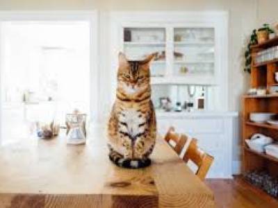 Хит Сети: Кот настоятеля собора время службы потешно своевольничал