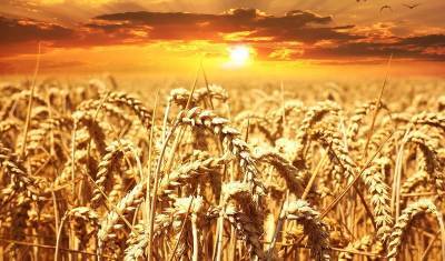 Запасы пшеницы в регионах оказались минимальными за последние годы