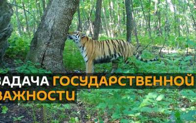 Уникальные кадры с тигром Путина и его семейством
